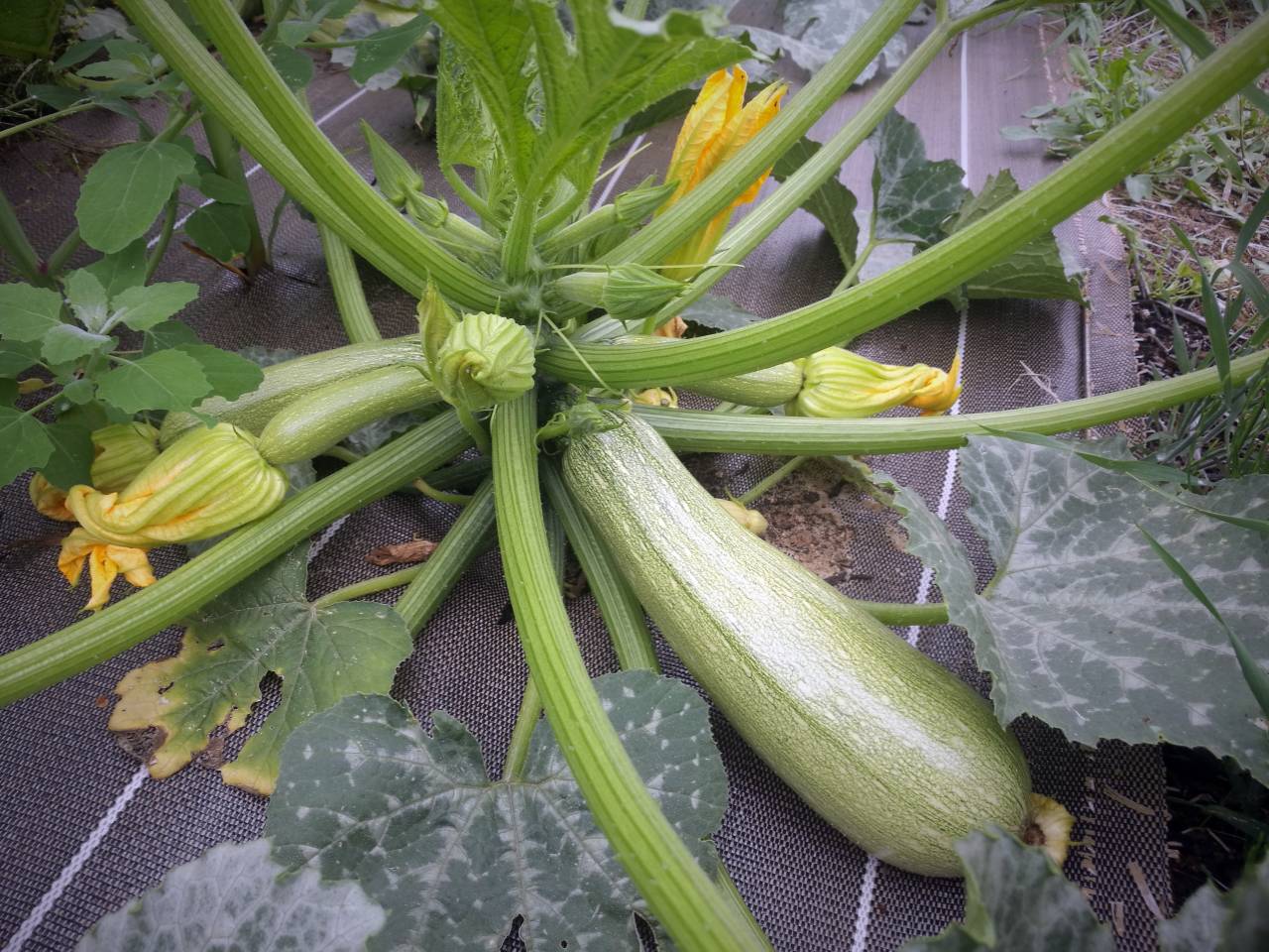 Courgette vert clair