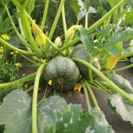 Courgette ronde