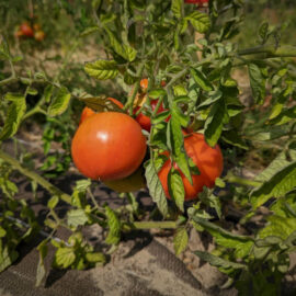Tomate variété ancienne